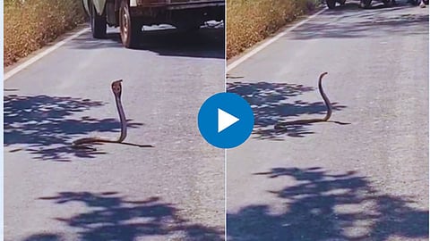 Shocking Video