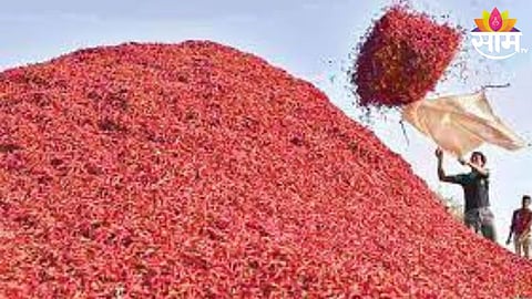 Nandurbar Chilli Market