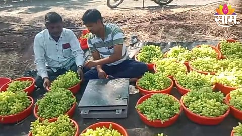 Grapes Transport