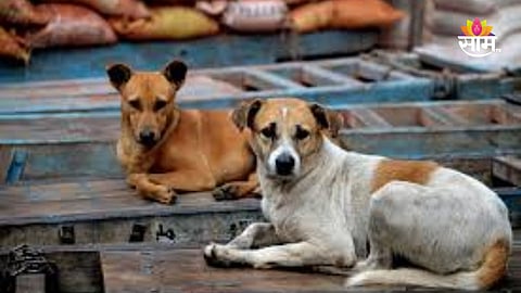 Pune News: पुण्यात कुत्र्यांची दहशत! चिमुकल्यावर हल्ला; तोंड, डोकं आणि मानेवर पडले ४० टाके   