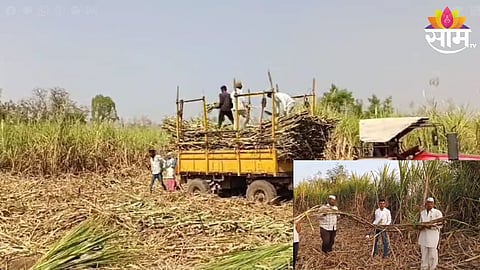 Baramati Farmer