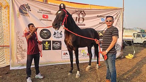 Sarangkheda Big Jasper  Horse