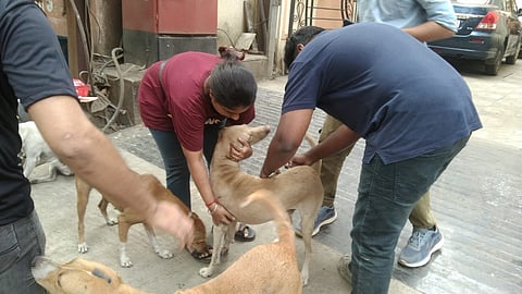 Dog Vaccine: कल्याणमध्ये भटक्या कुत्र्यांचा सुळसुळाट, लसीकरणासाठी थेट लंडनमधून खास पथक