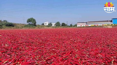 Nandurbar Red Chilli Market