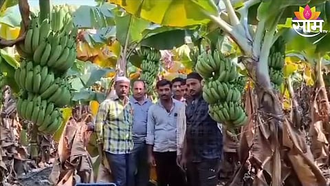 Banana Export