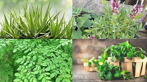 Plants for Home