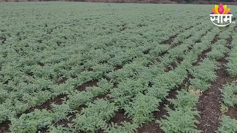 Agriculture News