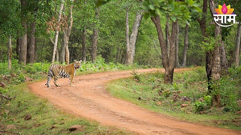 Chandrapur Forest Aria