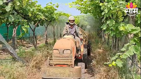 Grapes Farming