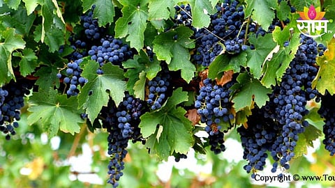 Grapes Farming