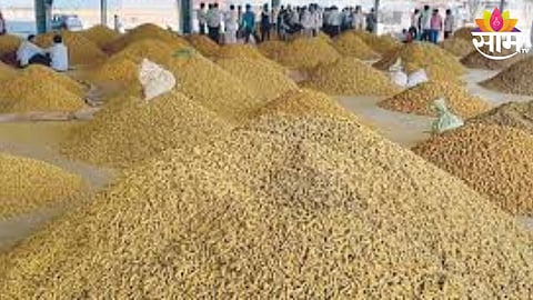 Turmeric Price