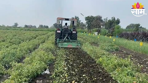Tomato Farming