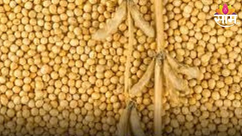 Soyabean 