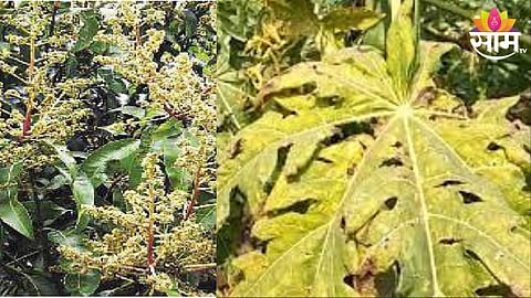 Papaya Crop 