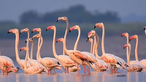 Flamingo News