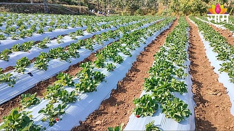 Strawberry Farming