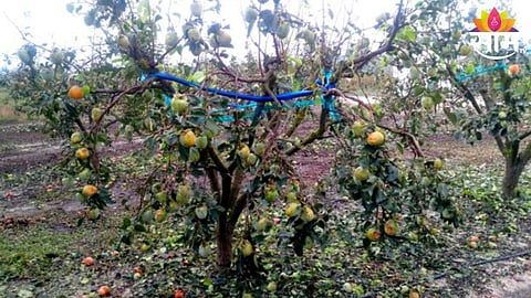 Orange Farm