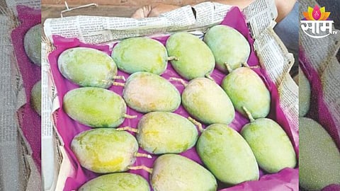 Kesar Mango