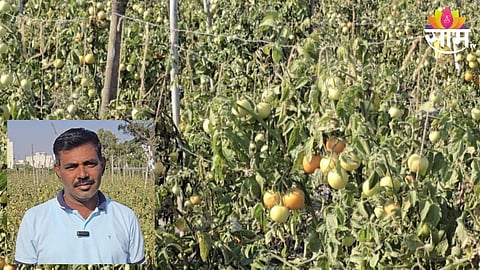 Tomato Farming