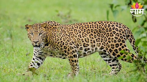 Leopard Attack