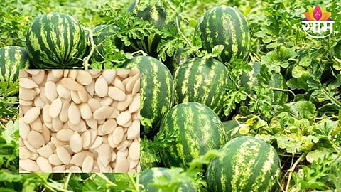 Bogus Seeds