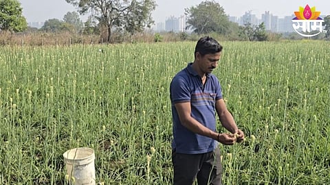Nishigandha Flower Farming