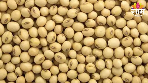 Soyabean Price