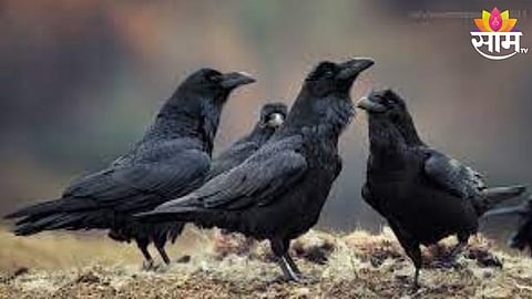 Bird Flu