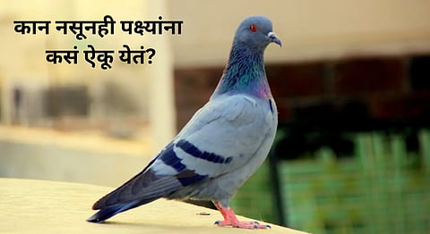 birds hearing without ears science explanation