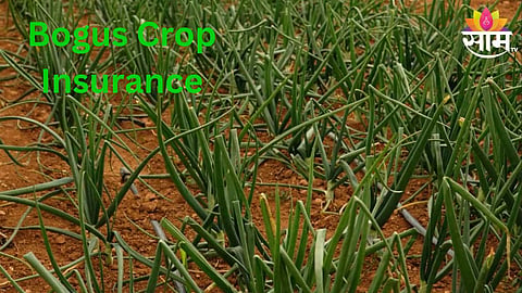 Bogus Crop Insurance