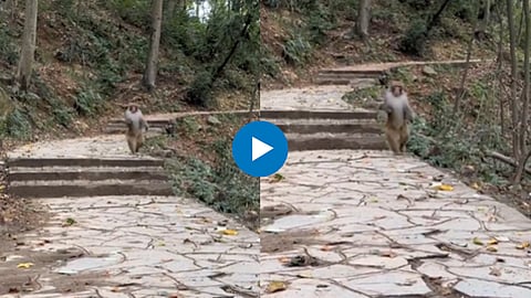 Viral Video