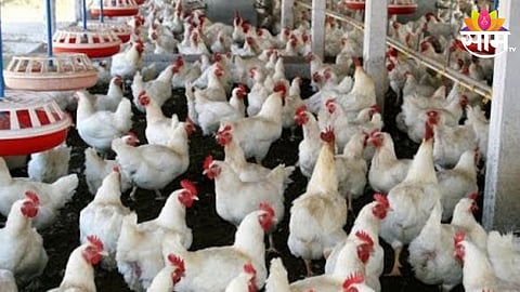 Bird Flu