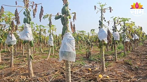 Papaya Crop