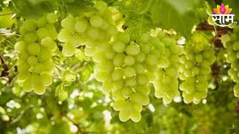 Grapes Export