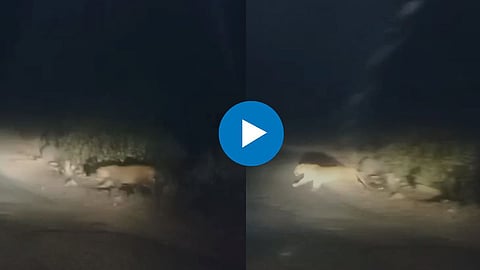 Leopard Viral Video