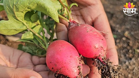 Red Radish