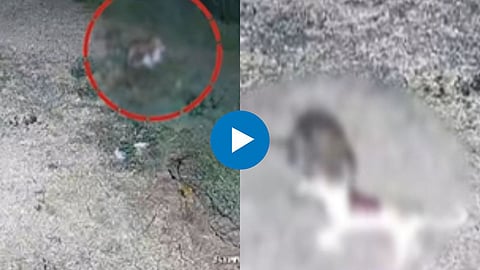 Shocking  Leopard Video