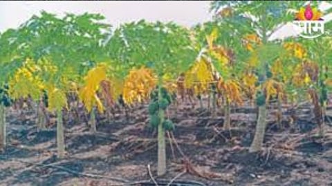 Papaya Crop