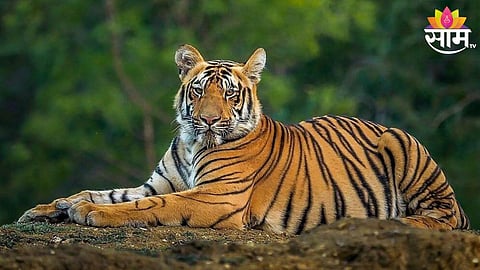 Tiger Death