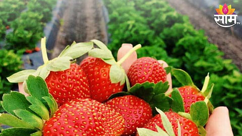 Strawberry Farming