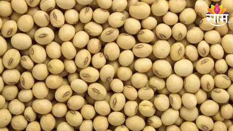 Soyabean Purchase