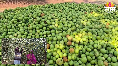 Apple Ber Farming