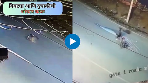Viral Video: बिबट्या दबक्या पावलांनी आला अन् सुसाट निघाला, रस्ता ओलांडताना दुचाकीला धडकला