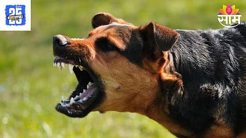 Dog Attack
