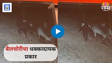  Animal Theft Video