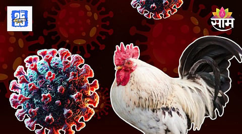 GBS and Chicken Connection