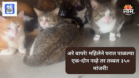 Pune Cat News