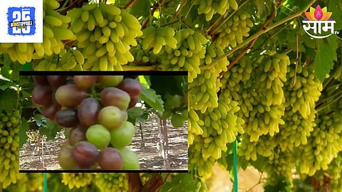Grapes Farming
