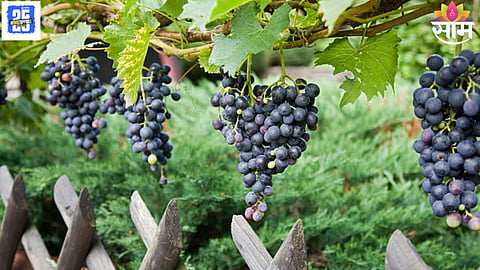 Nashik Grape Theft