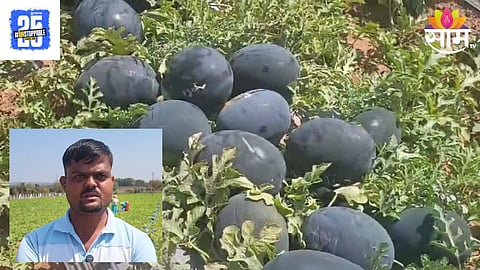 Watermelon Farming